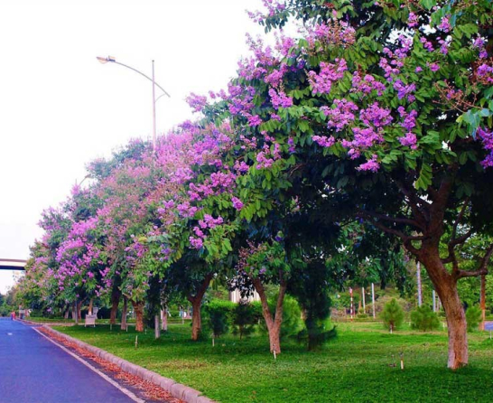 CÂY DƯỢC LIỆU