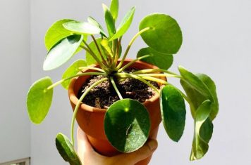 Để cây gì trong nhà thu hút may mắn tài lộc