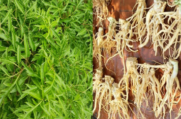 Đinh lăng – “nhân sâm dành cho người nghèo”