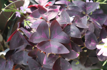 Hoa Bướm Đêm (Oxalis triangularis’Urpurea ‘)