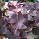 Hoa Bướm Đêm (Oxalis triangularis’Urpurea ‘)