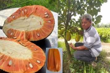 Cây giống mít ruột đỏ màu lạ