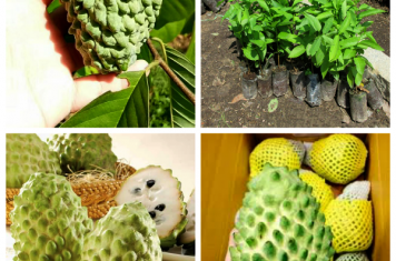 Na Dứa Đài Loan “Na dai siêu ngọt”