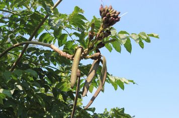 Bài thuốc dân gian từ cây núc nác