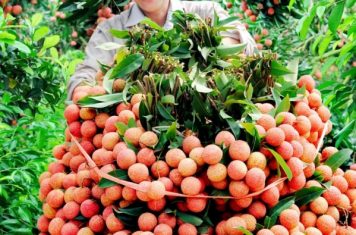 Vải Thiều ( Lục Ngạn – Bắc Giang)