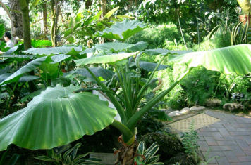 Củ bạc hà núi giúp hỗ trợ điều trị ung thư ra sao