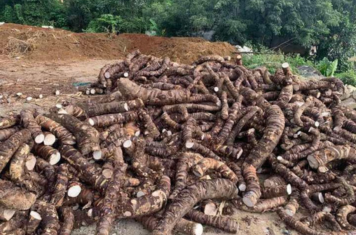 Đối tượng có thể sử dụng cây bạc hà núi và cách sử dụng